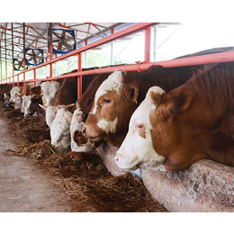 西门塔尔种牛繁育哪家好-种牛繁育-池州畜源牧业发展公司