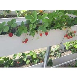 新乡大棚农户使用立体种植架种植槽种植草莓