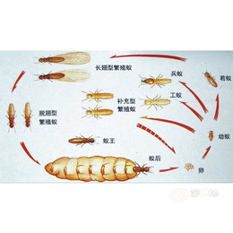 成都害虫生物防治