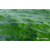 螺旋藻  小球藻原料  生产厂家 供应商 缩略图2
