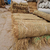 大量供应池州秸秆植被毯 环保草毯 植物纤维毯 河道景观绿化缩略图1