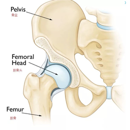 髋关节疼痛的症状-冷水医学科技-南京髋关节