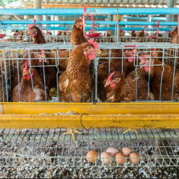 黄山京红青年鸡适应性强耗料少常盛禽业京红青年鸡产蛋多成活率高
