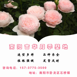 吉华月季植株强健(在线咨询)-潍坊盆栽月季-景观盆栽月季