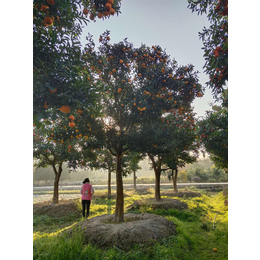 脐橙树庭院绿化 浙江橙子树供应 独杆脐橙树规格多