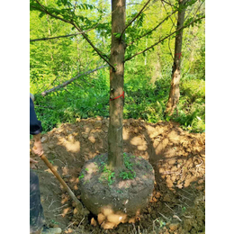 水杉苗木湿地绿化 浙江水杉供应 直径1-20cm