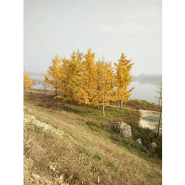 新疆米径28公分银杏树价格「多图」