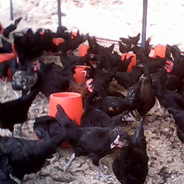 黑康鸡的图片-黑康鸡-永泰种禽