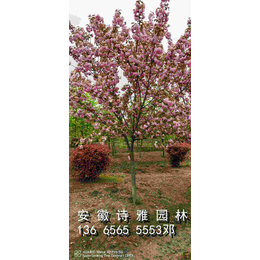 安徽肥西樱花基地大量出售各种规格日本晚樱早樱花