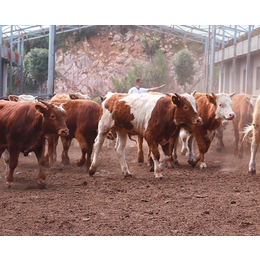 六安种牛繁育-种牛繁育基地-池州畜源牧业(推荐商家)