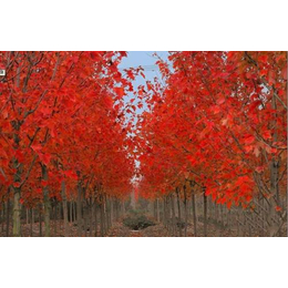 3公分美国红枫价格-美国红枫-志森园林绿化