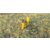 内蒙古秸秆稻麦草水分测量仪  羊草饲料燕麦草测水仪缩略图2