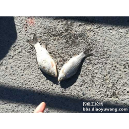 湖北*王渔具公司(多图)-蚯蚓打窝方法