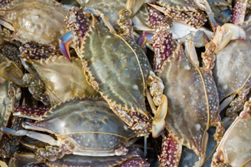 海蟹的做法：掌握这几点原则可以轻松烹制美味海蟹！