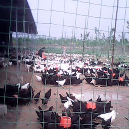 永泰种禽(多图)-黑康鸡售价-黑康鸡