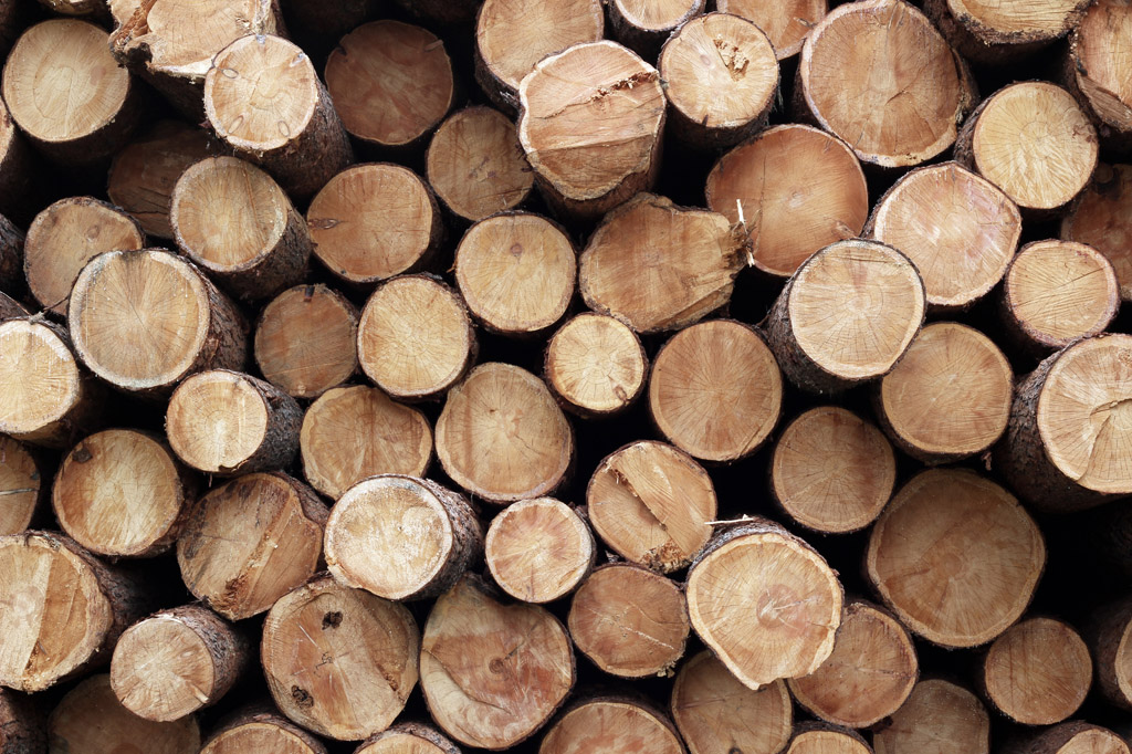全国多地木材价格全线下跌！今年的过山车行情要开始了？