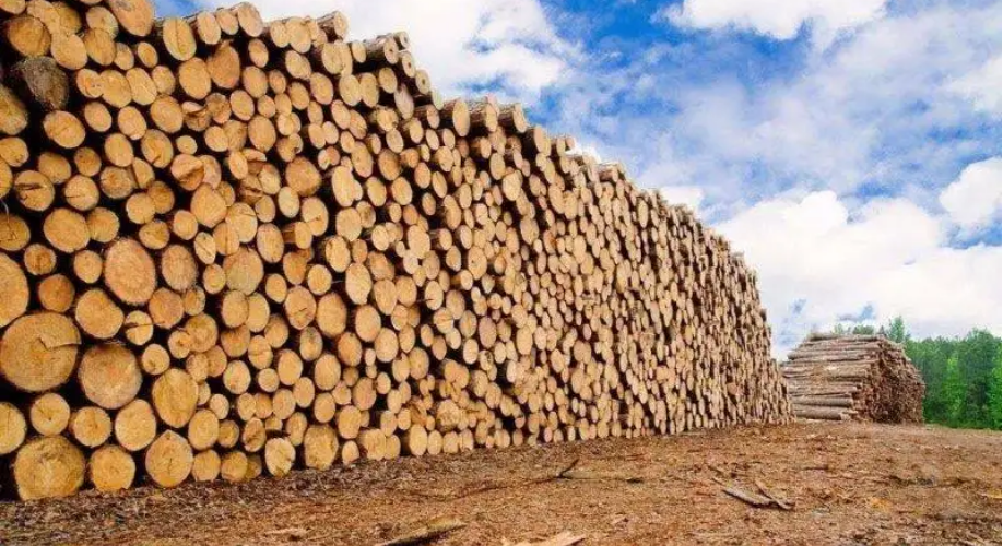 全国政协常委赵雨森：推动林业产业高质量发展