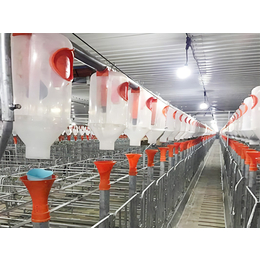 猪场自动化供料系统养猪设备自动料线