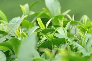 属于茶人的浪漫约会，首期抖音培训沙龙完美收官