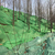 绿色防尘网 施工现场裸土覆盖网绿化网 聚乙烯盖土网厂家价格缩略图4