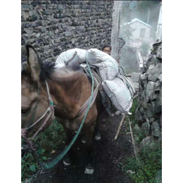 衢州骡马运输-骡马运输哪家好-铜陵爱年骡马运输(推荐商家)