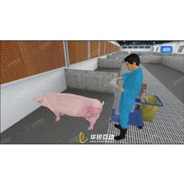 公猪饲养虚拟培训_猪养殖VR模拟实训_广州华锐互动