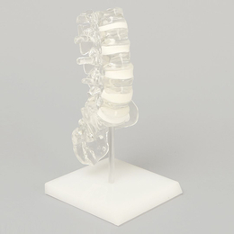 SAWBONES 脊柱解剖透明模型1701-124-7