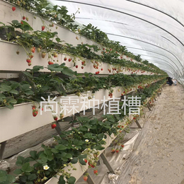 尚霖立体栽培槽 采摘园草莓立体种植槽 育苗槽缩略图