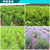 蓝桉油 植物提取物  植物精油 香料油缩略图4