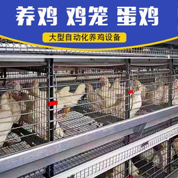 卓格大规模自动化笼养鸡设备大层叠式育雏笼蛋肉鸡笼鸭笼鸡舍规划