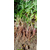 潜流湿地千屈菜种苗销售价格 千屈菜种植基地缩略图4