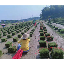 公园绿化草皮种植-郴州天行绿茵草皮种植-安徽公园绿化草皮