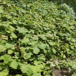 水露菜种子 出口日本级山露菜种根批发