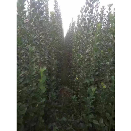 宁阳1.5米北海道黄杨-泰景苗木-1.5米北海道黄杨供应价
