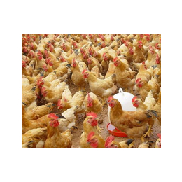 伊莎380蛋鸡养殖场-永泰种禽有限公司-太原蛋鸡养殖场