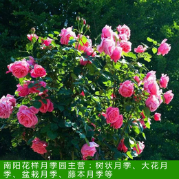 盆栽月季批发-花样月季品种齐全(在线咨询)-江西盆栽月季