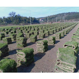 北京园林养护草坪-郴州天行绿茵草皮基地-园林养护草坪厂家