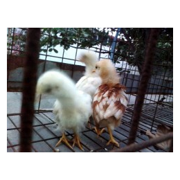 伊莎粉蛋鸡厂家-兰州伊莎粉蛋鸡-永泰种禽