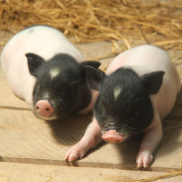 巴马香猪养殖场-兴利动物租赁(在线咨询)-长治巴马香猪