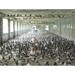 *鸽养殖厂家-*鸽-中鹏农牧种鸽养殖基地