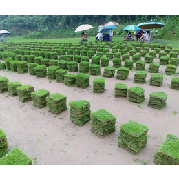 上海草皮厂家-郴州天行绿茵草皮种植-足球场草皮厂家