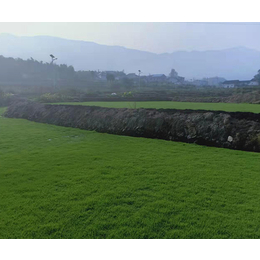 公园绿化草坪基地*-郴州天行绿茵草皮(推荐商家)