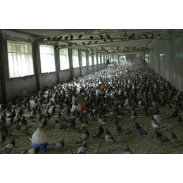 肉鸽养殖厂家-山东肉鸽-山东中鹏农牧种鸽养殖