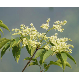 江苏白蜡苗木批发价格-郑雷雷苗圃(在线咨询)-白蜡