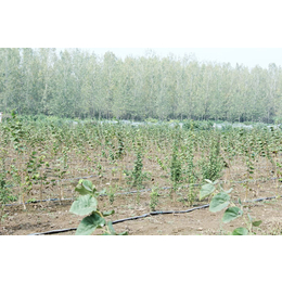 重庆椴树价格-邳州栎树园农业-5公分椴树价格