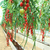 怎样种植草莓产量高-草莓槽生产厂家缩略图4