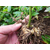 黄精籽育苗基地现挖现发-成活率高-亩产4吨以上缩略图1