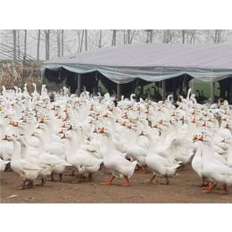 家禽养殖-春发家禽养殖-家禽养殖技术