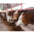 种牛繁育-池州畜源牧业公司-西门塔尔种牛繁育基地在哪里缩略图1