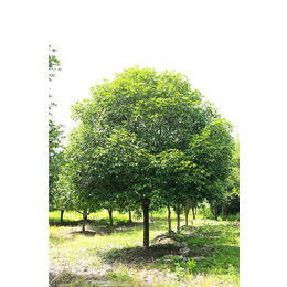 北京香樟-豪克苗木-香樟的种植